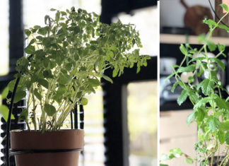 Herbes aromatiques
