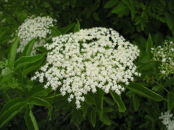 sureau-noir-sambucus-nigra