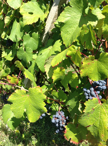 Vineyard Carra di Casatico