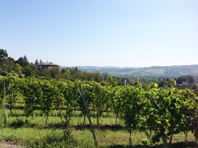 Vineyard Carra di Casatico