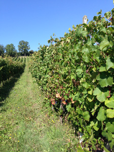 Vineyard Carra di Casatico