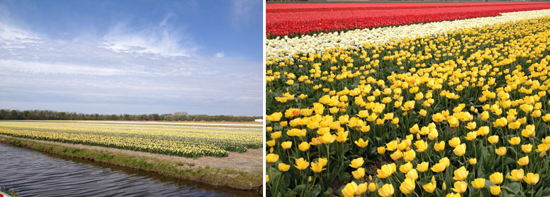 keukenhof