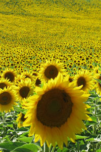 tournesol