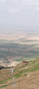 plaine d’Alhaouz.