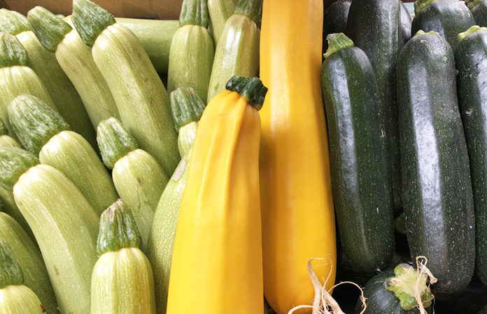 Courgettes Dossier Complet