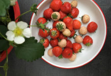 Fraises en cuisine
