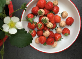 Fraises en cuisine