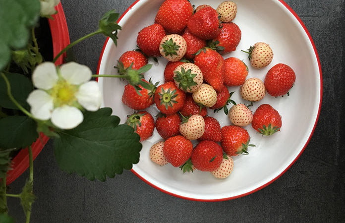 Fraises en cuisine