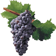 grenache