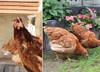 Osez les poules en ville | Dans un jardin bruxellois...