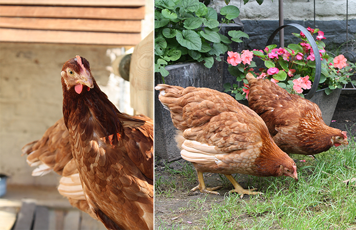 Osez les poules en ville | Dans un jardin bruxellois...