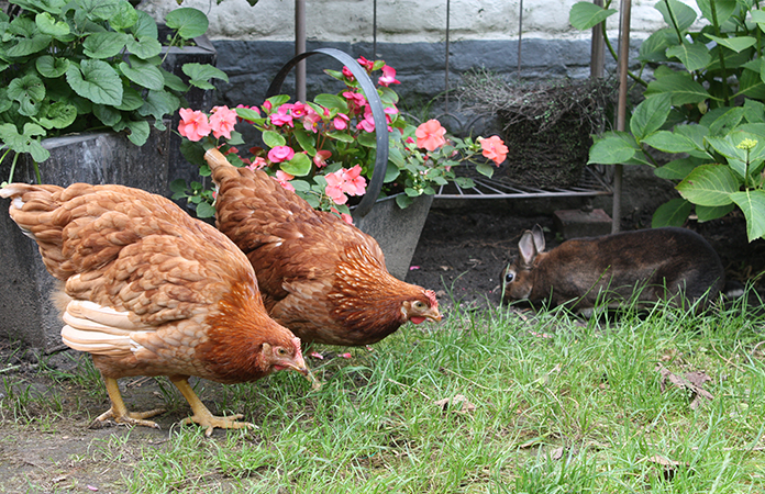 Osez les poules en ville | Dans un jardin bruxellois...