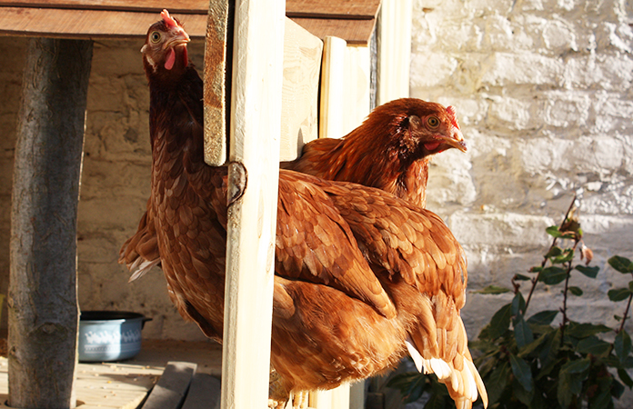 Osez les poules en ville | Dans un jardin bruxellois...