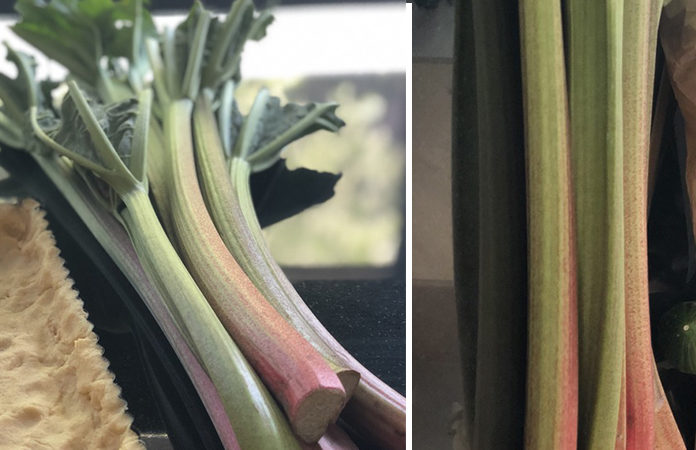 rhubarbe la rhubarbe