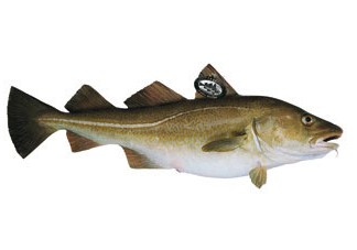 Le Skrei