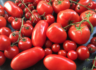 Tomate