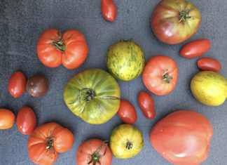 Tomate