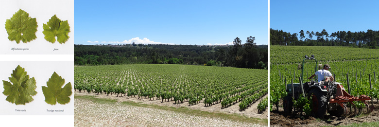 Quinta de Lemos