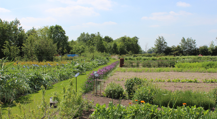 TomateCerise-Hertog-Jan-jardin