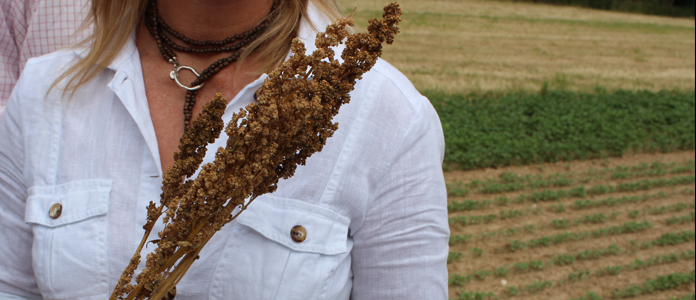 Le quinoa : petits grains d’énergie, super aliments