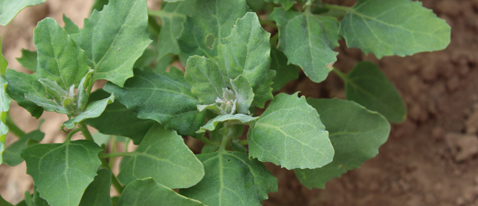 quinoa-belgiquea