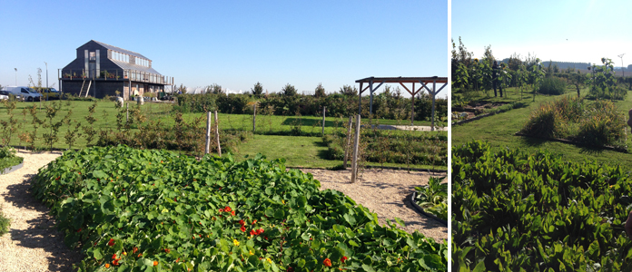 TomateCerise-Le-petit-marseillais-jardin