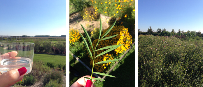 TomateCerise-Le-petit-marseillais-jardin3