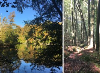 Balade dans les bois de la forêt de Soignes à Groenendael