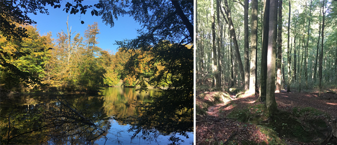 Balade dans les bois de la forêt de Soignes à Groenendael