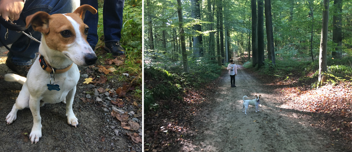 Balade dans les bois de la forêt de Soignes à Groenendael