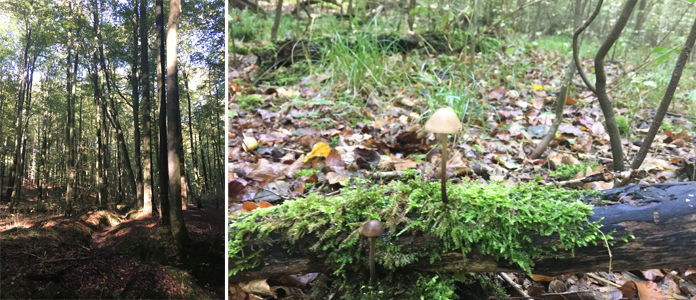 Balade dans les bois de la forêt de Soignes à Groenendael