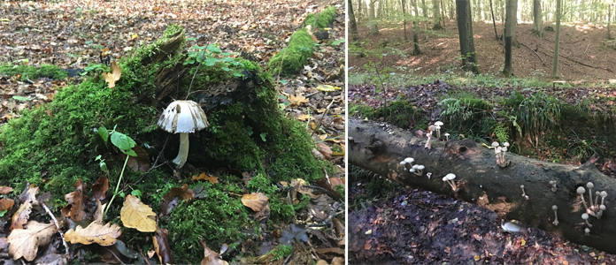 Balade dans les bois de la forêt de Soignes à Groenendael