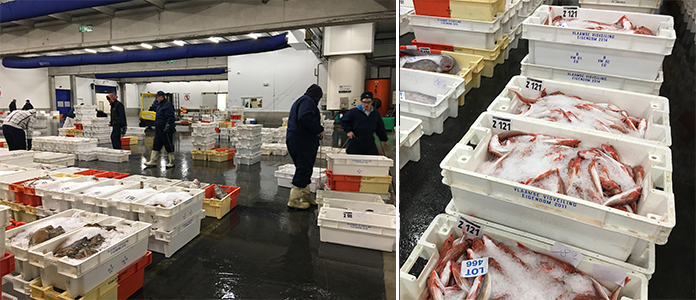 Le poisson sur les étals belge, visite de la criée à Zeebrugge 