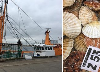 Le poisson sur les étals belge, visite de la criée à Zeebrugge