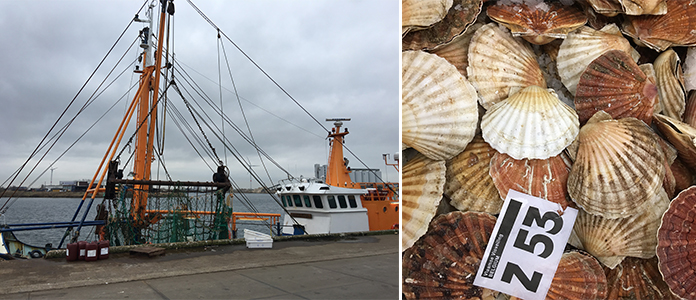 Le poisson sur les étals belge, visite de la criée à Zeebrugge