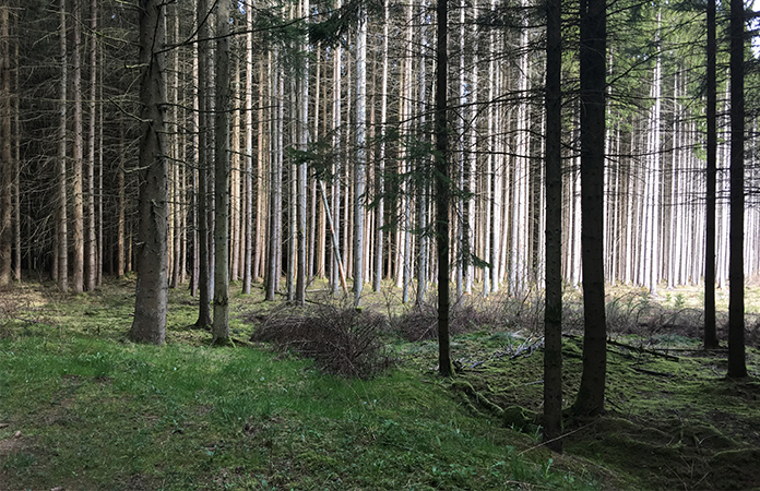 Rensiwez | Une nuit dans une cabane au milieu des bois