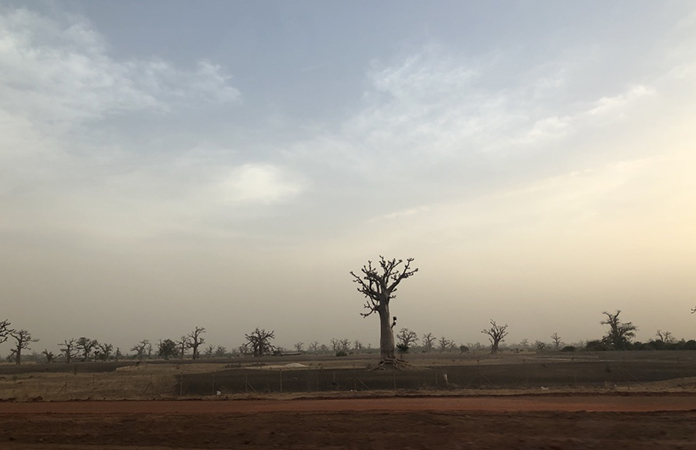 Senegal Baobab