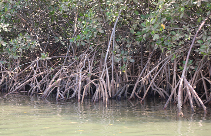 mangrove