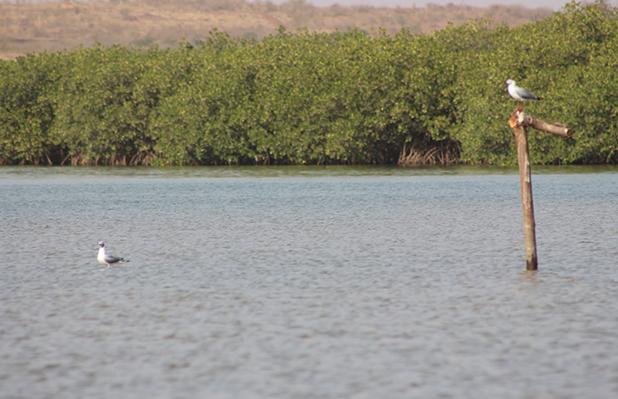 mangrove