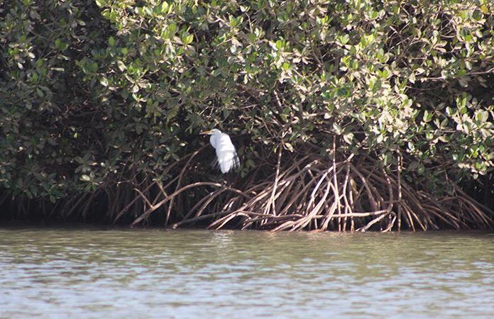 mangrove