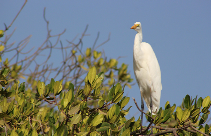 mangrove