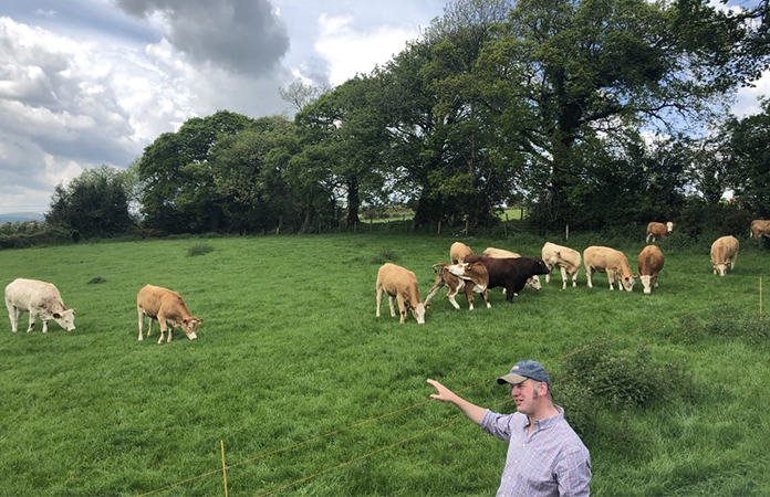 Ferme Irlande