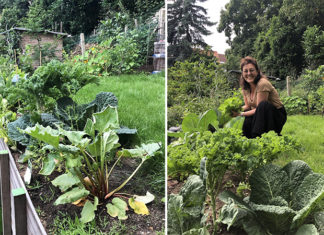 Avoir un potager en ville
