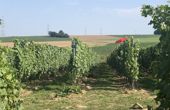 vigne Wallonie 