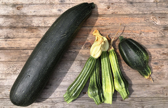 courgette verte du potager