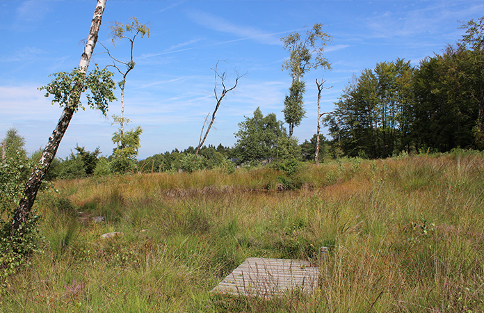 Se balader dans les fagnes