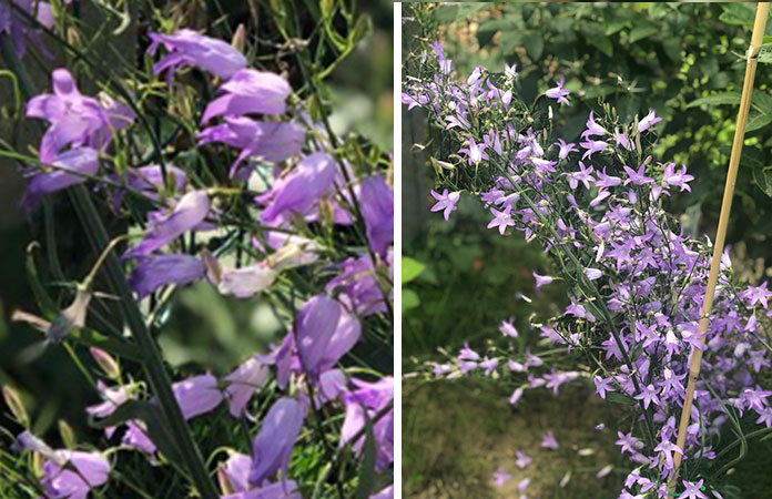 Campanule fleurs comestibles