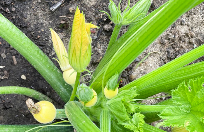 courgette