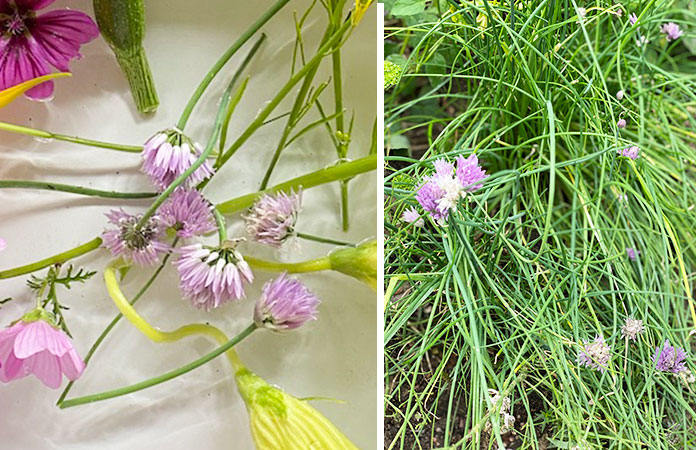 Fleur de ciboulette