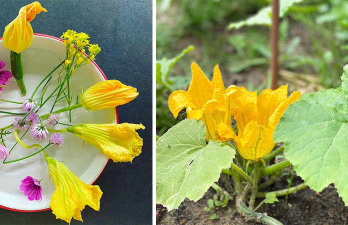 Fleur de courgette